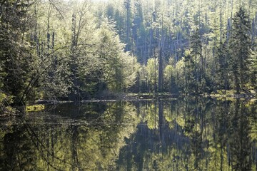 Martinsklause lake, National park Bayerischer Wald, Lower Bavaria, Germany, Europe