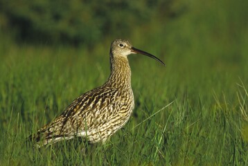 Eurasian Curlew (Numenius arquata) , Oeland-Island, Sweden, Europe