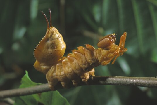 Lobster Moth (Stauropus fagi)