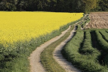 Rapeseed, Lower Bavaria, Germany, Europe