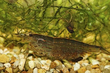 Amano Shrimp, Yamato Shrimp, Caridina japonica, female with eggs