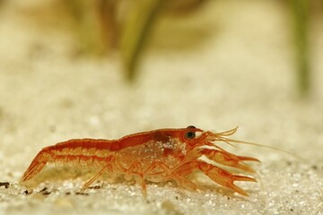 Orange lobster, Cambarellus patzcuarensis orange