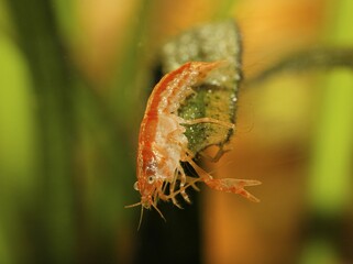 Orange lobster, Cambarellus patzcuarensis orange