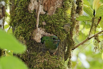 Resplendent Quetzal (Pharomachrus mocinno), female in nest, Costa Rica, Central America