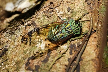 Green cicade, cicada, Costa Rica, Central America