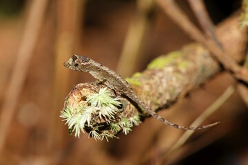 Lizard, Costa Rica, Central America