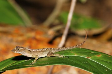 Lizard, Costa Rica, Central America