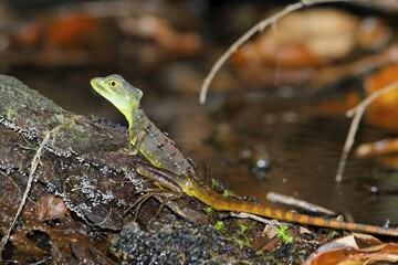 Plumed basilisk, (Basiliscus plumifrons), Costa Rica, Central America