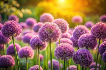 Obraz premium Vintage photo: vibrant purple alliums bloom, spherical flower heads in a sun-drenched garden.