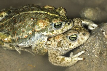 Natterjack toad (Bufo calamita) pairing