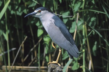 Black-crowned night heron (Nycticorax nycticorax), Hortobagy pools, Hungary, Europe