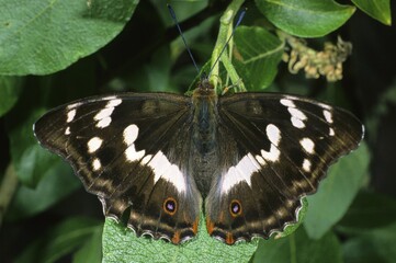 Purple Emperor (Apatura iris)