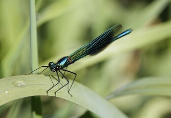 Banded blackwing, banded agrion, banded demoiselle, male, Calopteryx splendens