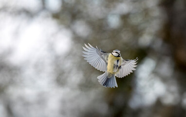 Blaumeise (Cyanistes caeruleu)