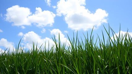 Obraz premium Green grass and blue sky with white clouds