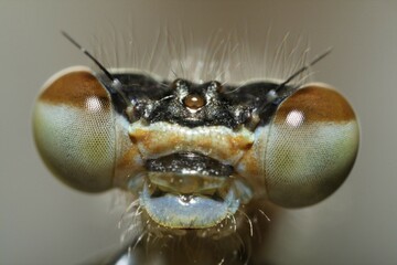 Azure Damselfly, Coenagrion puella, head © Siepmann/imageBROKER