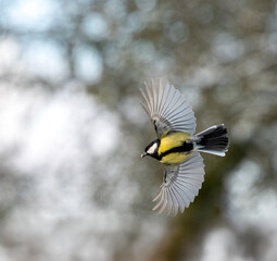 Kohlmeise (Parus major)