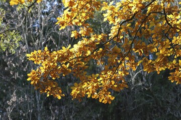 Autumnal oak, Pedunculate Oak (Quercus robur)