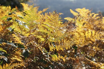 Fern in autumn