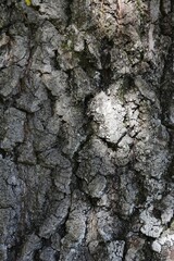 Bark of oak, Pedunculate Oak (Quercus robur)