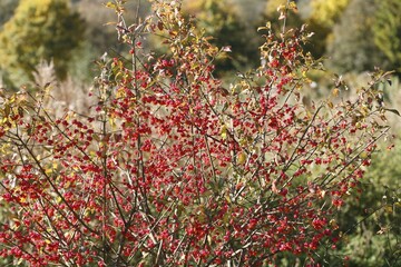 European spindle (Euonymus europaeus), Germany, Europe