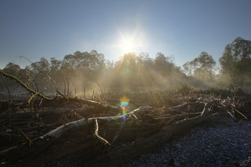 Morning fog at Isar river, Upper Bavaria, Germany, Europe