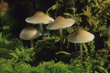 Mycena inclinata, agaricales