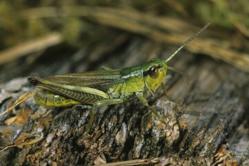 Meadow Grasshopper, Chorthippus parallelus, male