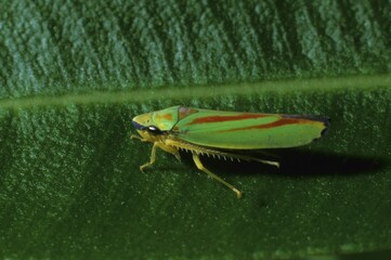 Cicada, Graphocephala fennahi on an oleander leaf