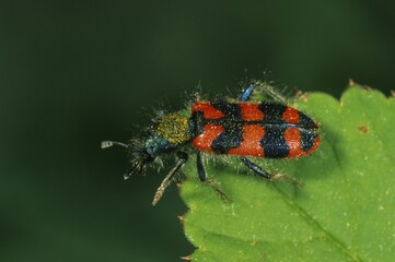 Bee beetle, Trichodes alvearius