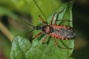 Red shield bug, Rhinozoris iracundus