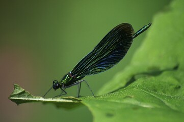 Beautiful Demoiselle (Calopteryx virgo ), male