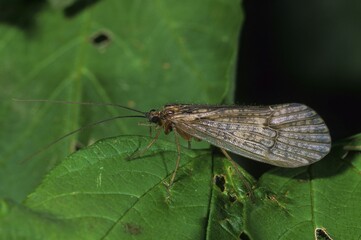 Caddies fly (Halesus tesselatus)