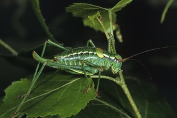Barbitistes constrictus