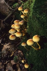 Hypholoma fasciculare