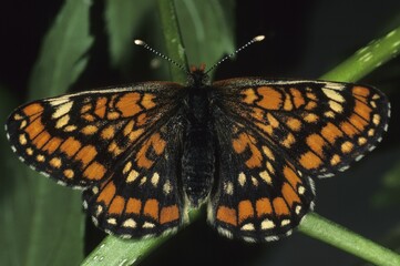 Scarce Fritillary, Euphydryas maturna