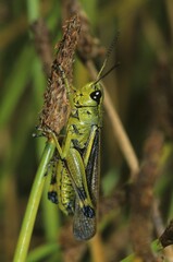 Large marsh grasshopper, Mecostethus grossus