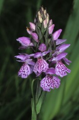 Heath Spotted-orchid, Dactylorhiza maculata
