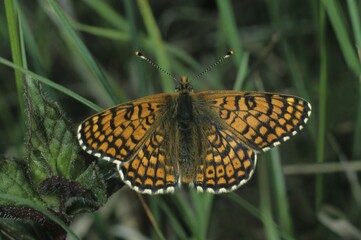 Heath Fritillary, Melitaea athalia