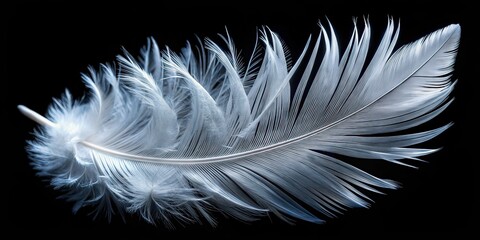 Obraz premium White Duck Feathers Low Light, Black Background, AI Photo, Photography