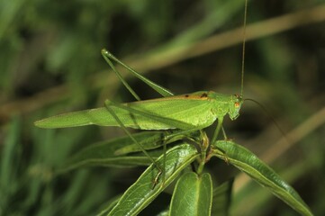 Sickle bearing Bush cricket, Phaneroptera falcata, male