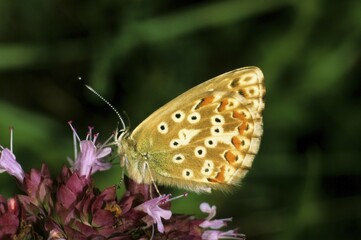 Chalkhill Blue, Lysandra coridon, female