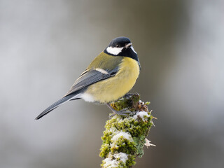 Kohlmeise (Parus major)