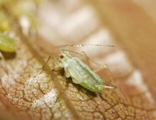 Aphid (Aphididae), Germany, Europe