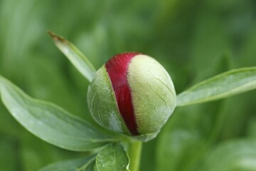 Flower bud of Common Peony (Paeonia officinalis)