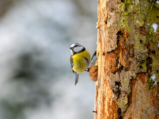 Blaumeise (Cyanistes caeruleu)