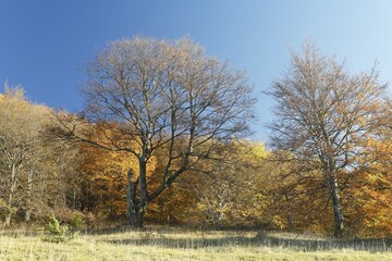 Obraz premium Sommertal, Rhoen, Turingia, Germany, Europe
