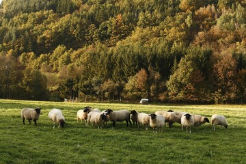 Fototapeta premium Typical sheep, Rhoen, Franconia, Bavaria, Germany, Europe