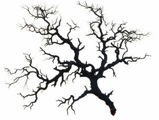 Obraz premium Silhouette of Bare Tree Branches Reaching Out Against a White Background.