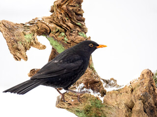 Amsel (Turdus merula)